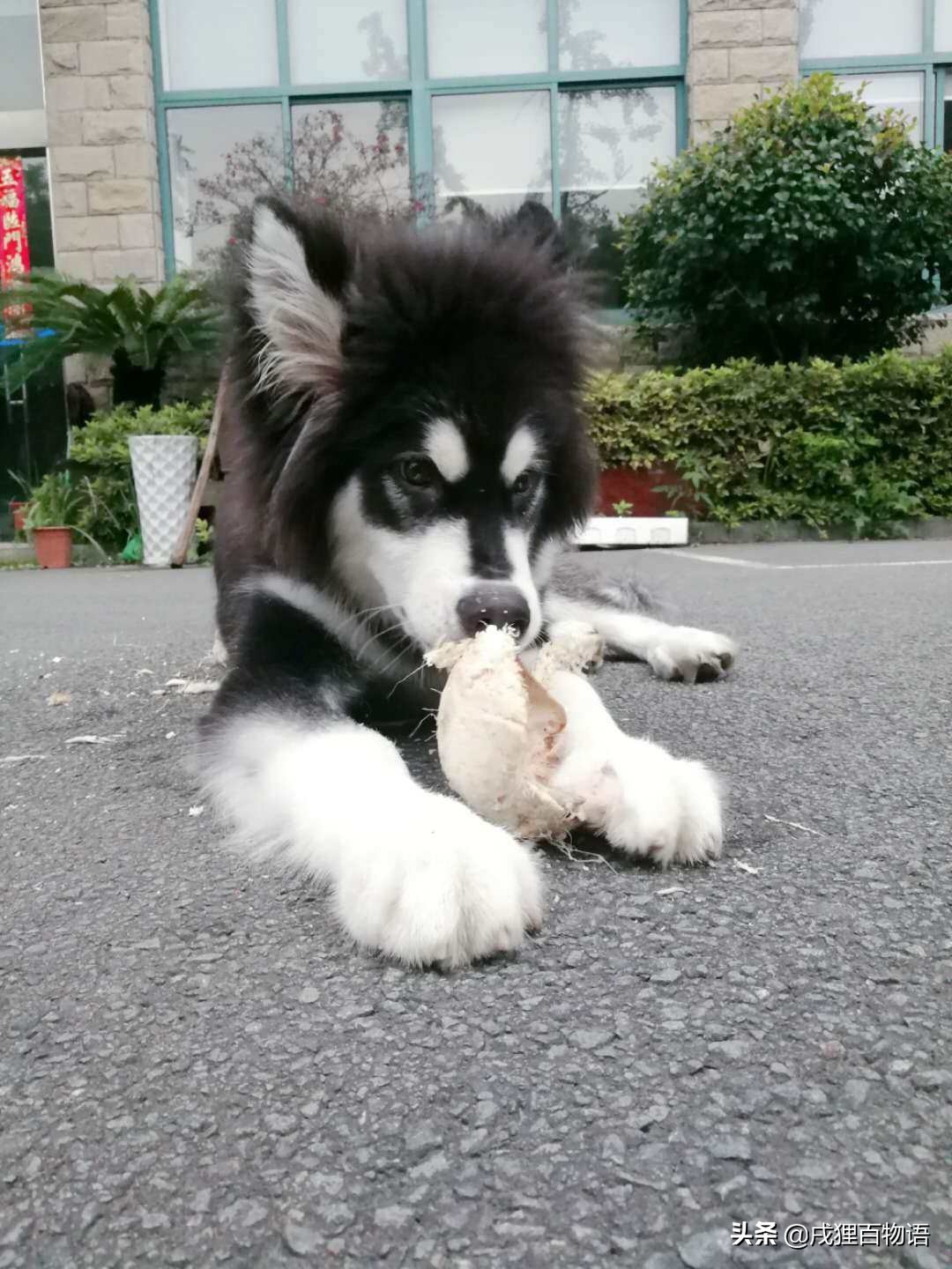 狗狗拉肚子用蒙脱石散还是土霉素,狗狗拉肚子吃蒙脱石散一天吃多少