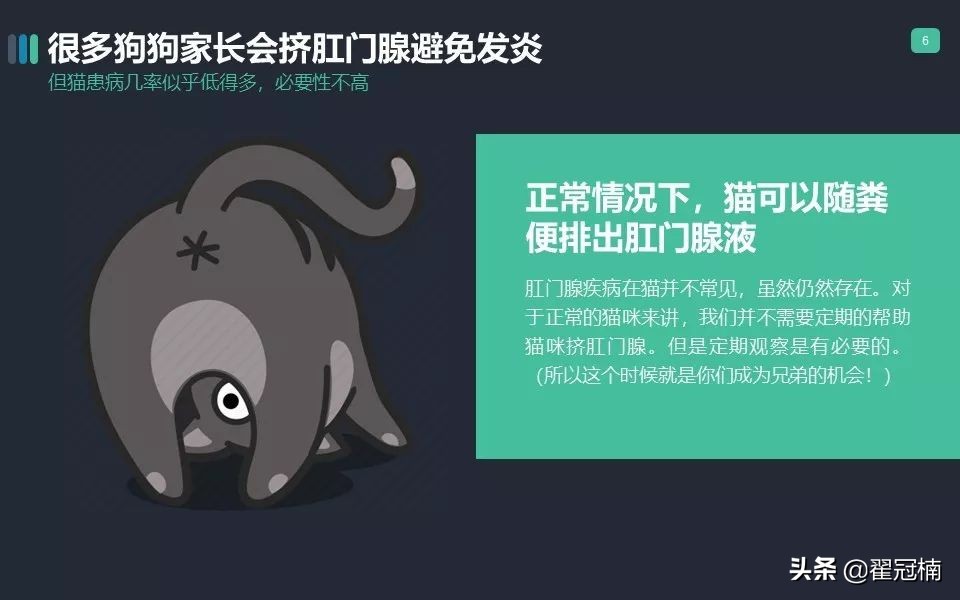 你家猫肛门腺那点事儿...挤？不挤？