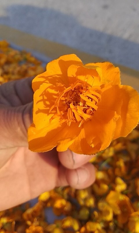 江苏金莲花,十大金莲花