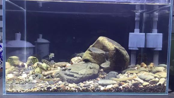 地面上鱼池自动排污过滤施工方法,鱼池过滤系统怎么实现自动排污的