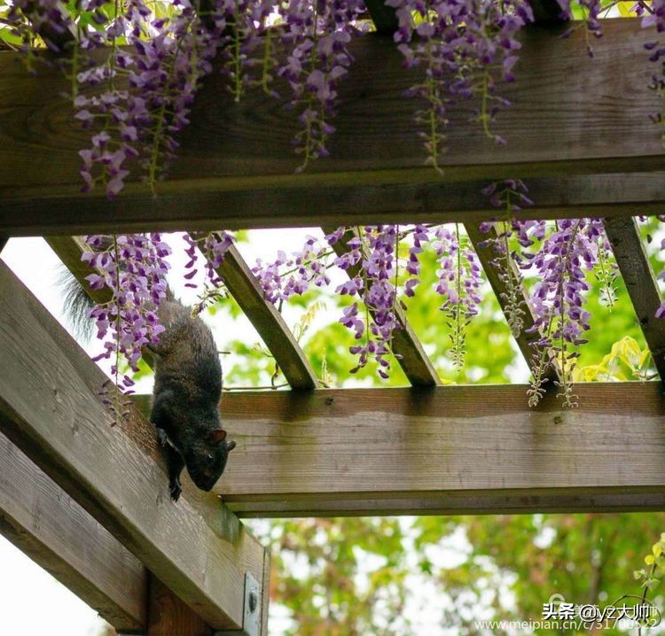 尼康d5500相机怎么拍照,尼康相机d5500录像