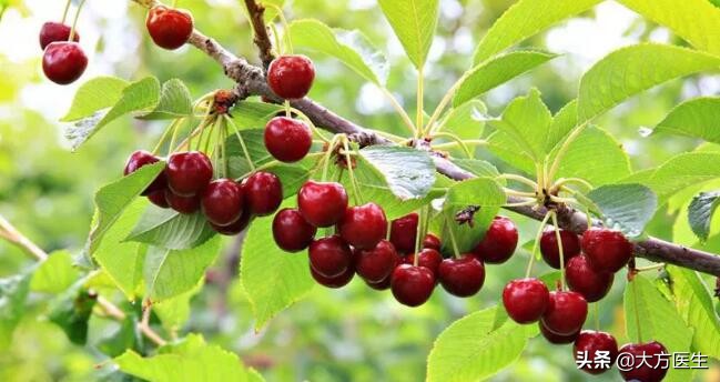 樱桃里的小虫子吃了对孕妇有害吗,樱桃里面的小白虫吃进人体有害吗