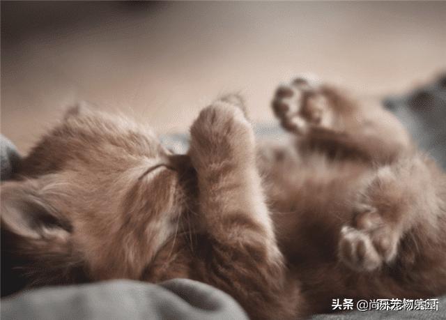 为什么母猫交配过程中撕心裂肺,而狗却静悄悄,看完涨姿势了