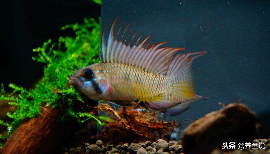 怎么挑好的观赏鱼,观赏鱼怎么选好鱼苗呢