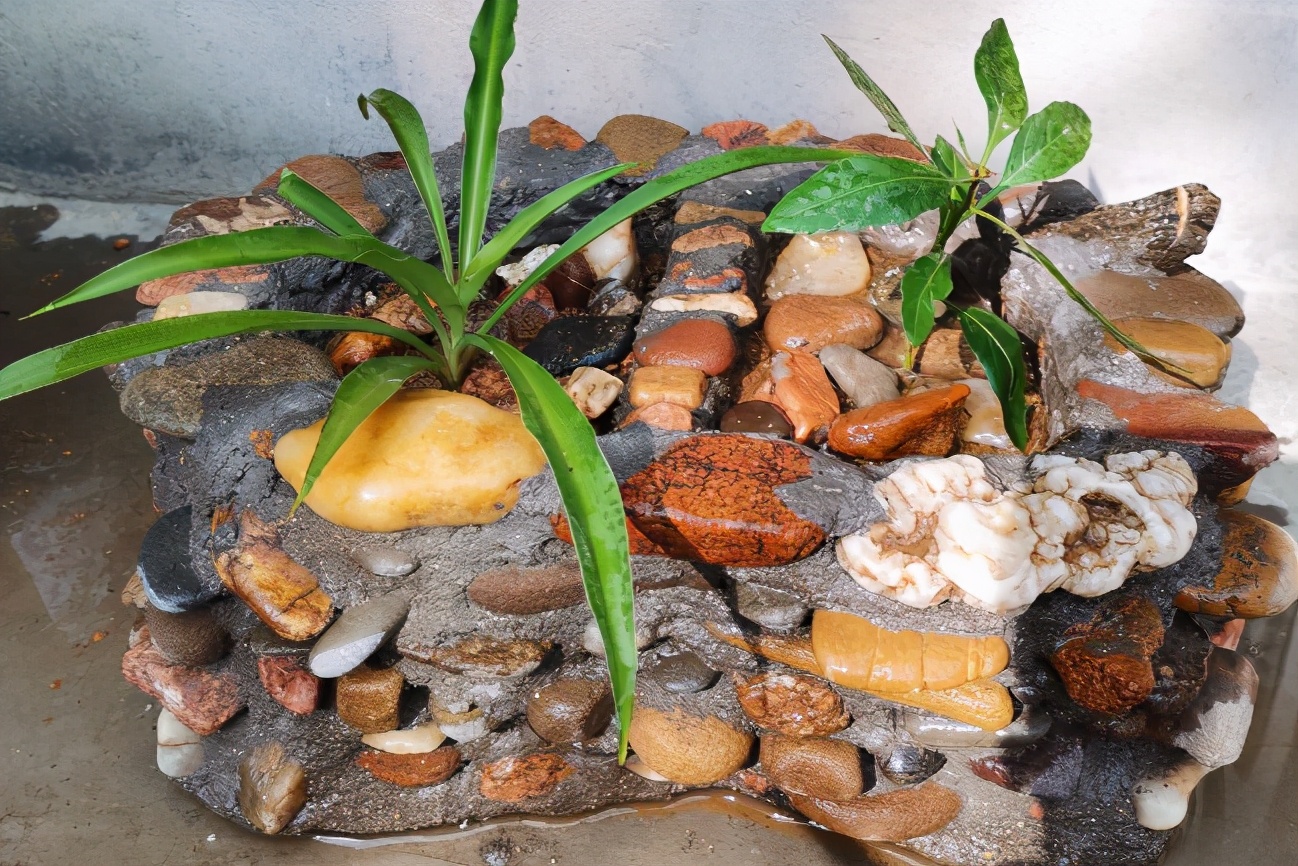 实用扦插教学让植物一盆变多盆,容易扦插成活的盆栽植物