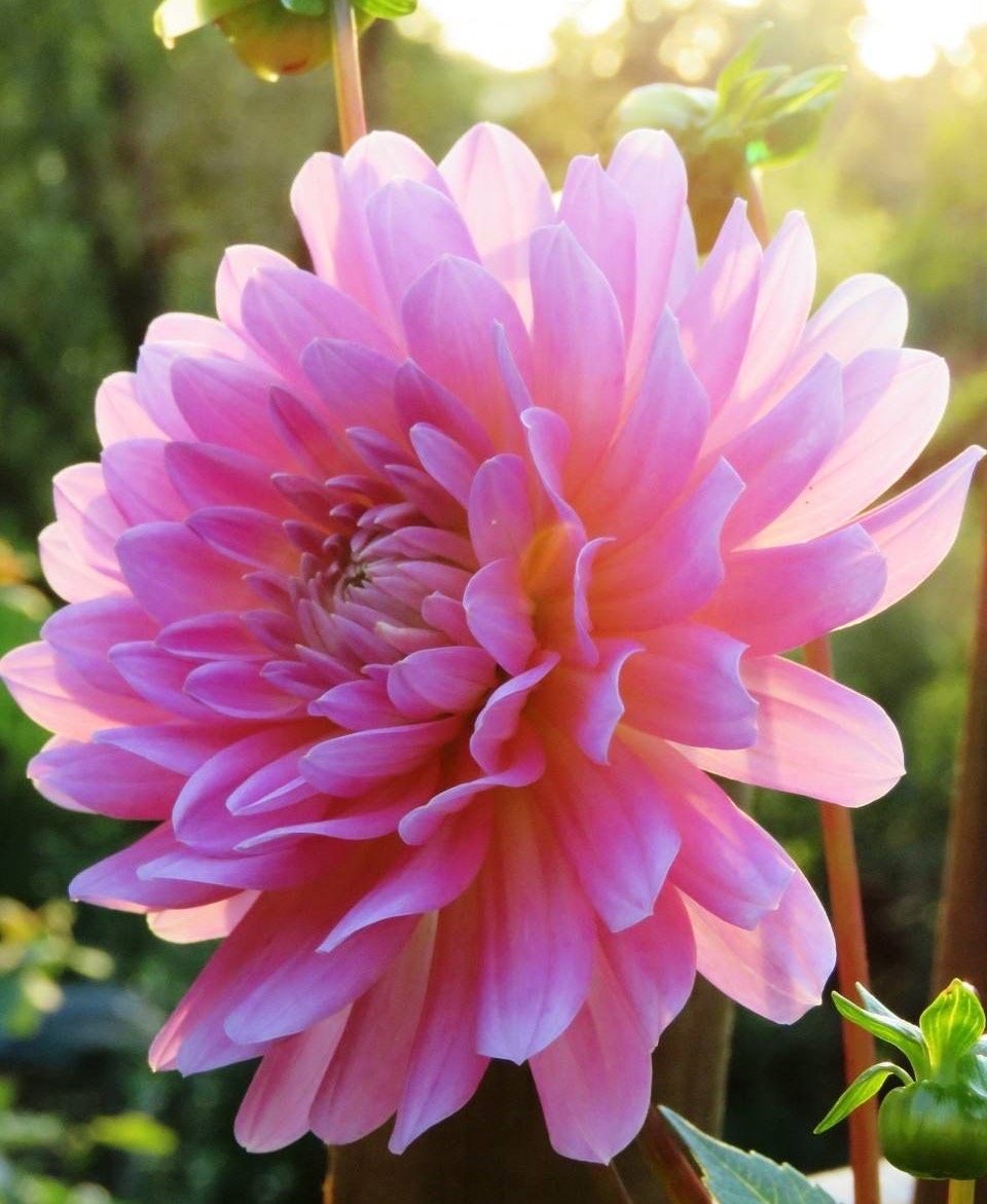 大丽花怎么种植,大丽花地栽种球的种植方法