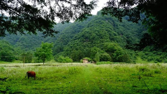 南郑县黄官藤编厂电话,南郑黄官镇黄酒