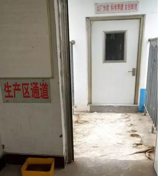 《抗非瘟战略如何布置，分期治疗是关键》——深度剖析