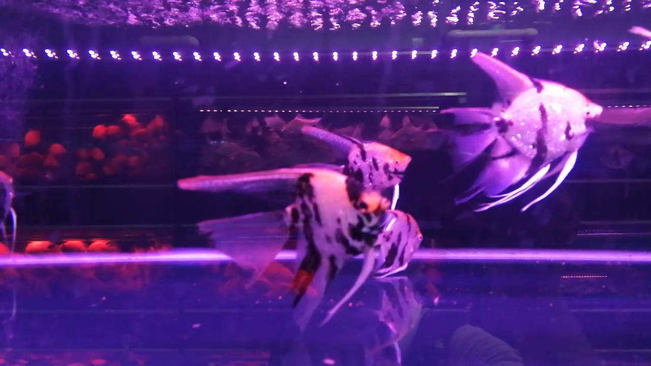 凶猛观赏鱼从哪里买,观赏鱼市场买热带鱼