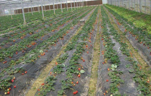 草莓打药后出现僵果怎么办,草莓控旺严重造成僵果怎么办