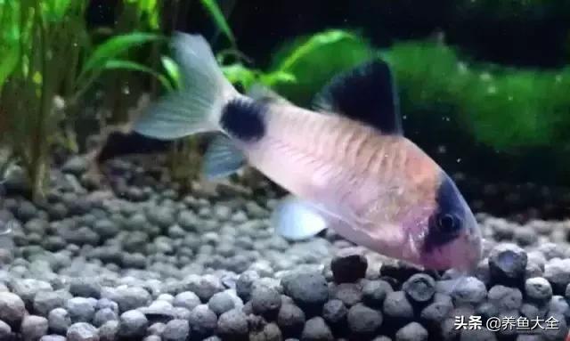 异型鱼饲养指南,异型鱼饲养方法