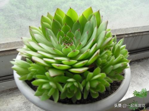 观音莲徒长了穿长裙子怎么办,观音莲是不是特别容易爆盆