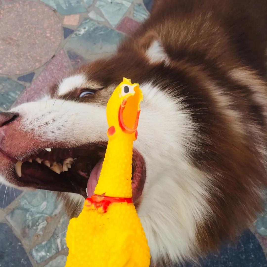 和宠物交流说什么,宠物谈恋爱怎么回事