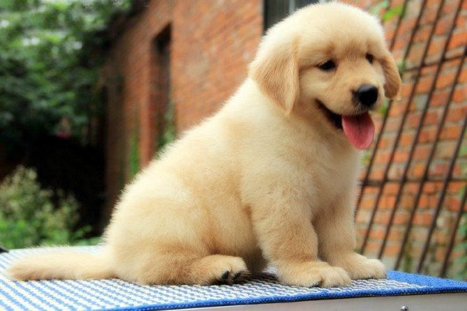 抚摸狗狗哪个部位让它有安全感,狗狗最喜欢被抚摸的三个部位