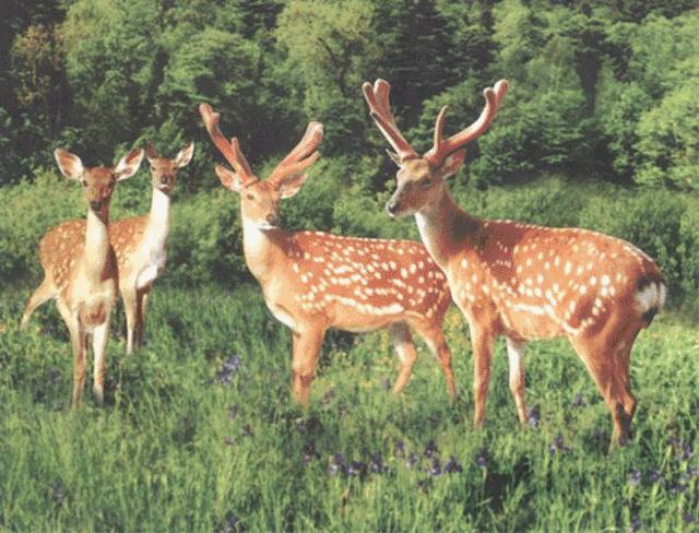 陕西汉中市宁强县能不能养梅花鹿,汉中梅花鹿基地