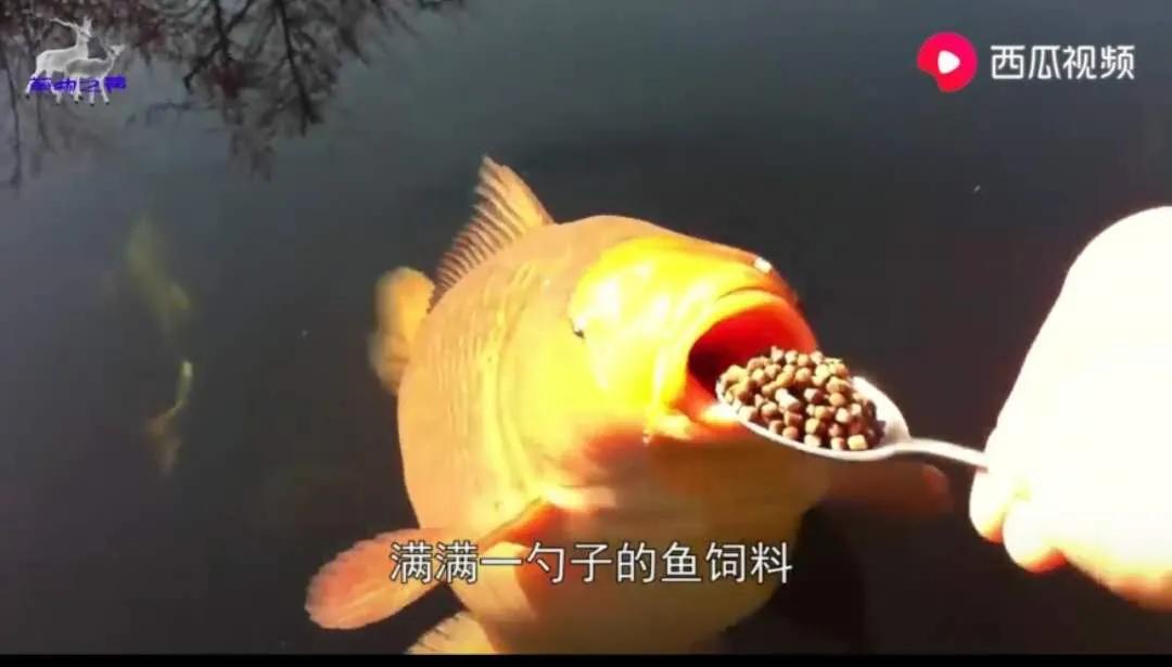 锦鲤价值2千万,锦鲤价值一亿