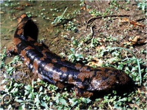 养殖娃娃鱼属于什么品种,娃娃鱼养殖描述