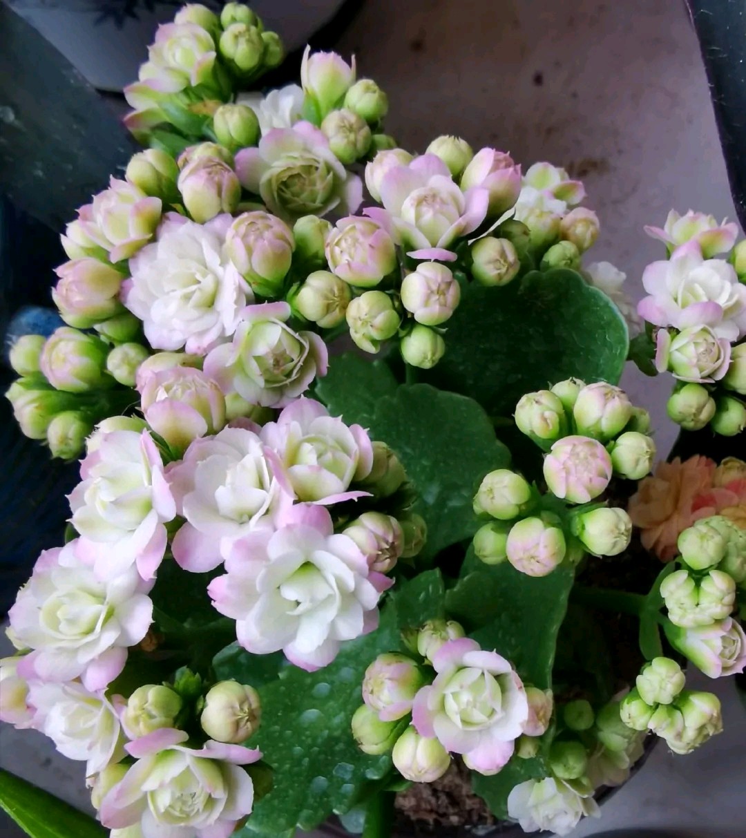 单瓣长寿花品种大全图,长寿花单瓣最好看的品种