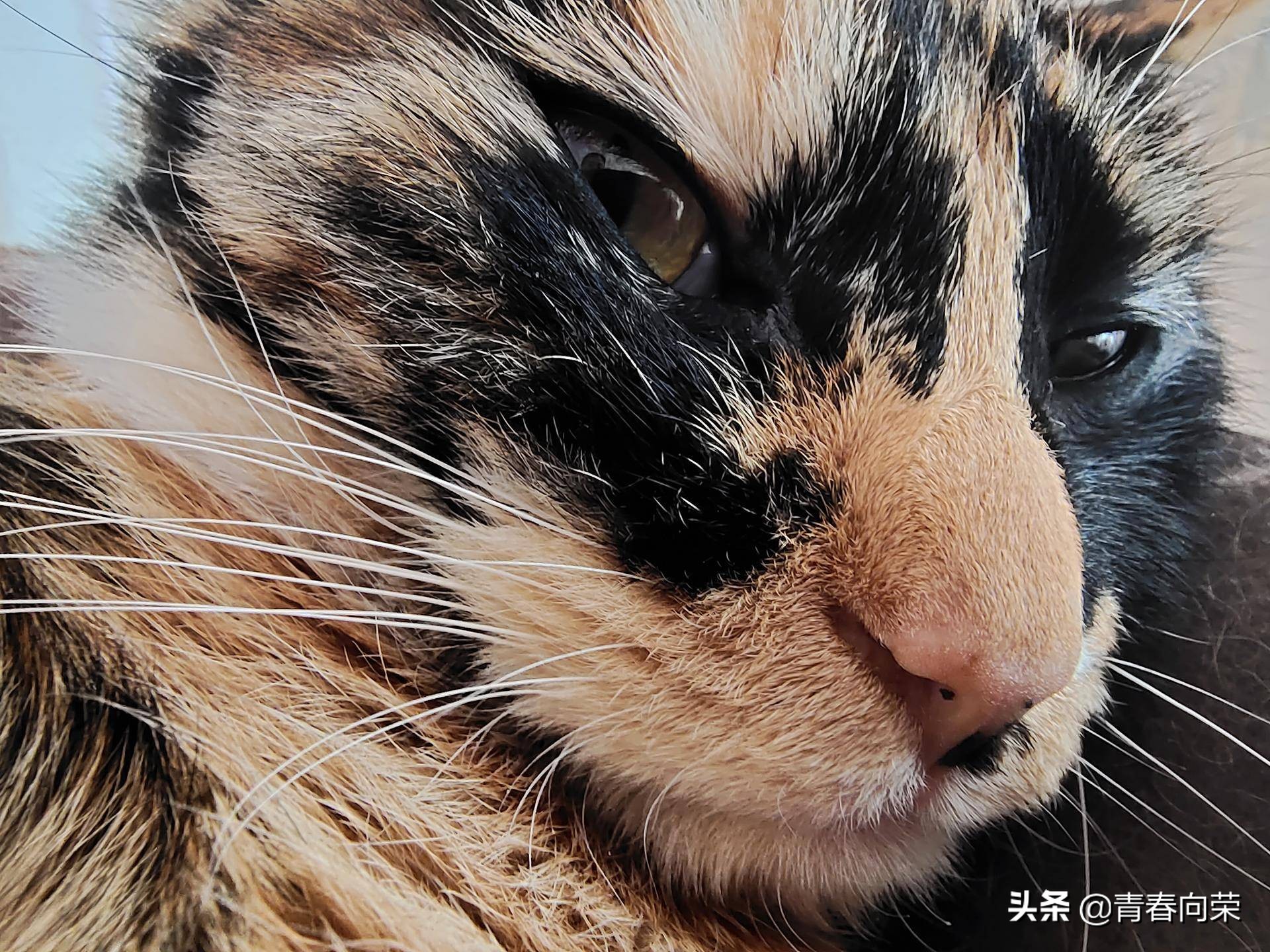 vivonex3s详细评测,性能升级之作vivonex3s上手体验