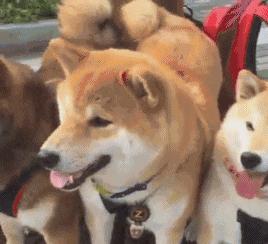 把车标全部抠掉违法吗,把车标抠下来清灰