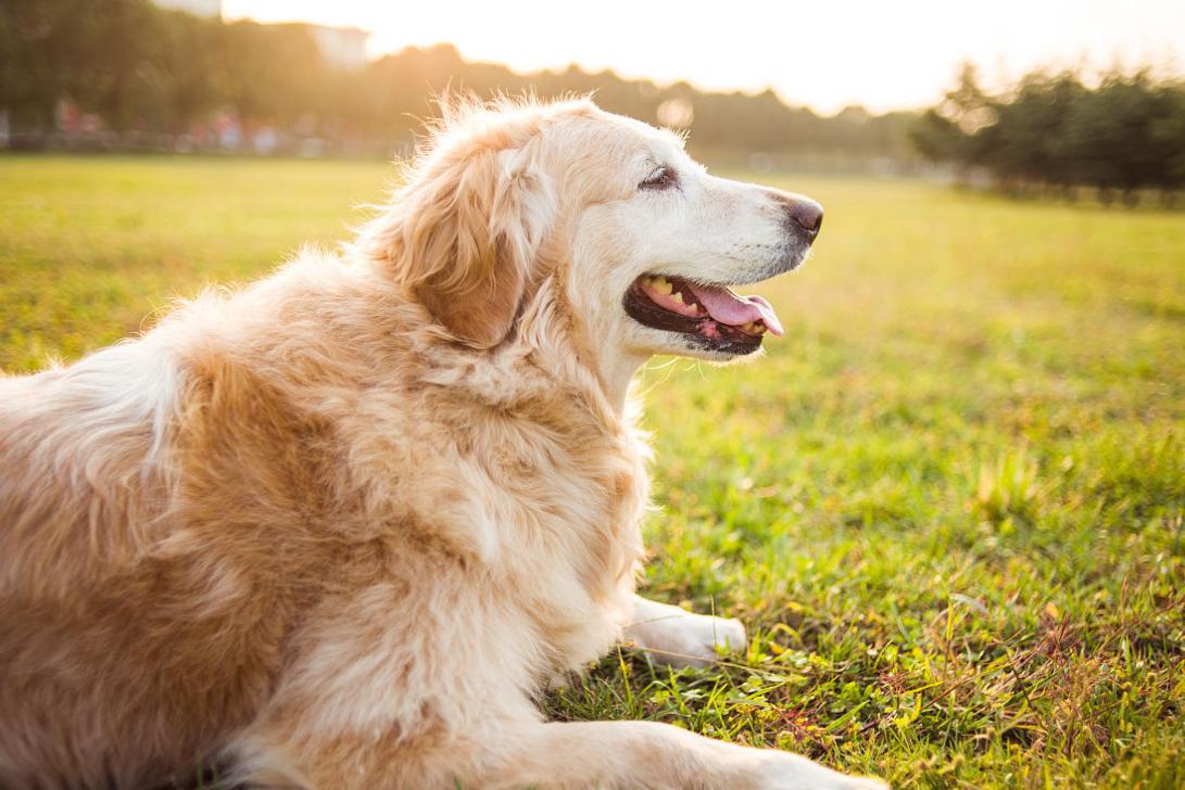 常见的20种狗狗,带大家认识不一样的狗狗