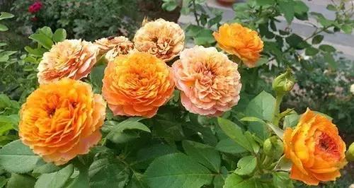 最漂亮10种微型月季,新手必入这8种月季漂亮好养