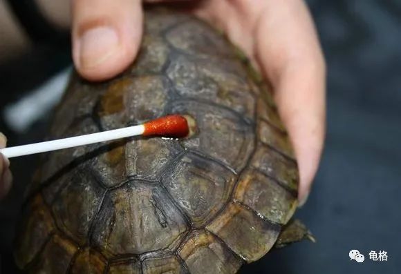 聚维酮碘溶液给乌龟治腐甲怎么用,聚维酮碘乌龟腐皮腐甲使用方法