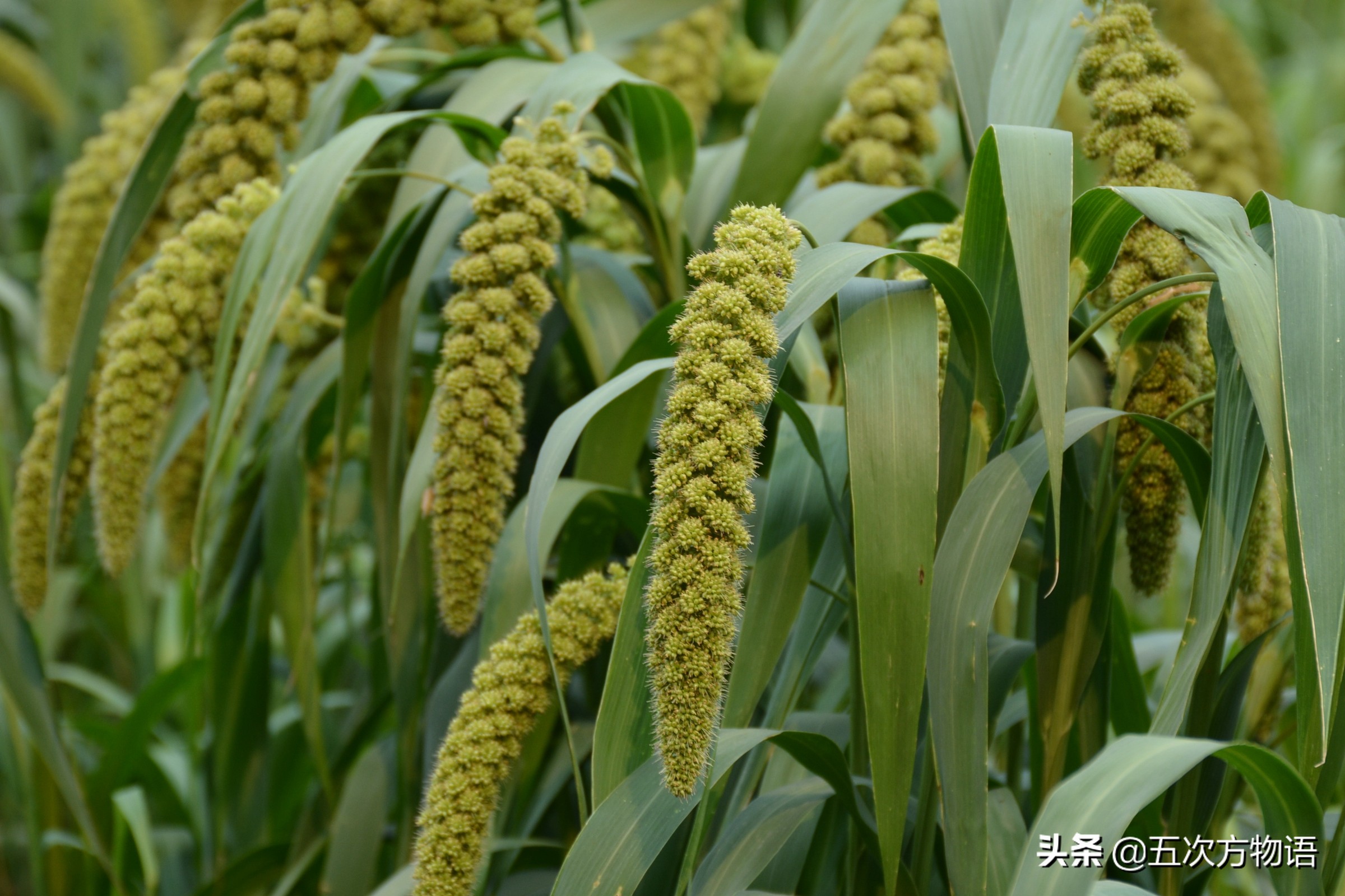 很多粮食作物原产南美洲,中国第一大粮食作物