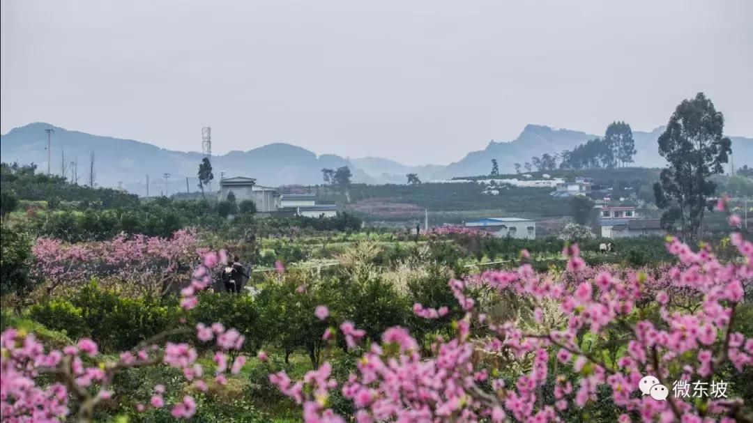 花开十五载,花开十五载筑梦新未来