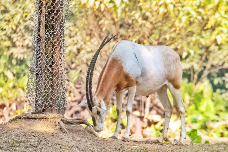 玩转广州长隆野生动物世界之行,广州长隆动物世界游玩攻略图