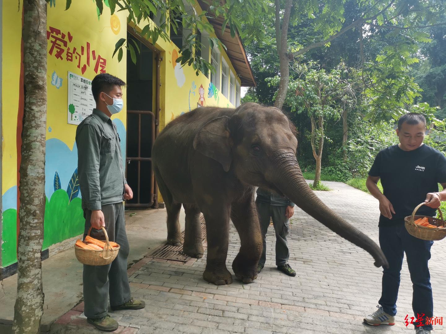 专访：亚洲象北上是整体趋势，长期投喂香蕉、菠萝、玉米等高糖、高热量食物，可能导致野象得高血压、糖尿病