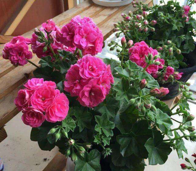 啤酒能浇花的正确方法,浇花不要放这几种水