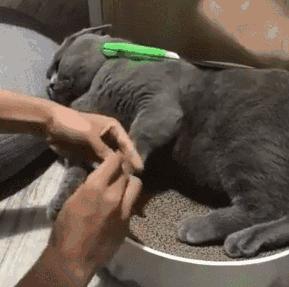 什么猫咪最好养而且又粘人新手,性格活泼开朗粘人的猫咪有哪些