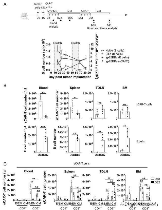 CAR-T疗法适用于哪些癌症,前景可观的car-t疗法