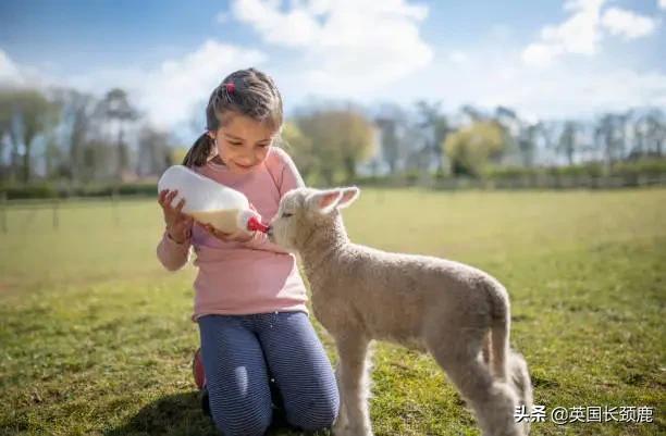 羊驼忧郁症,羊驼抑郁症治疗