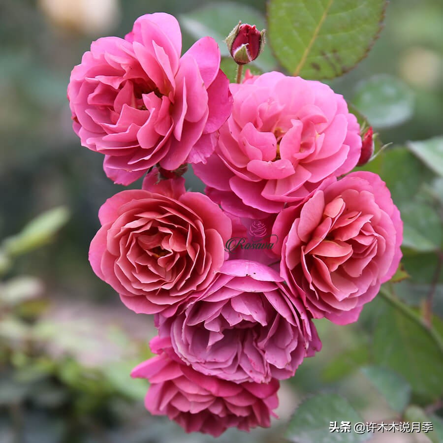 推荐一下多头月季花,100种月季品种大全