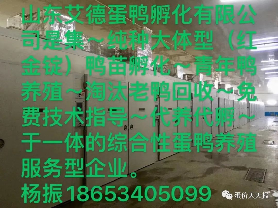 2019年1月24号全国鸭蛋价格,2022年4月12日鸭蛋价