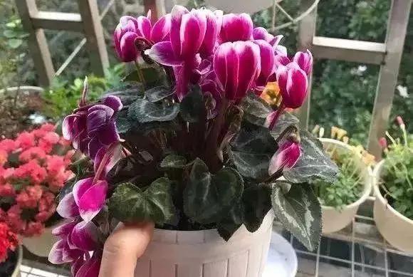 仙客来打籽不开花,仙客来爱开花吗