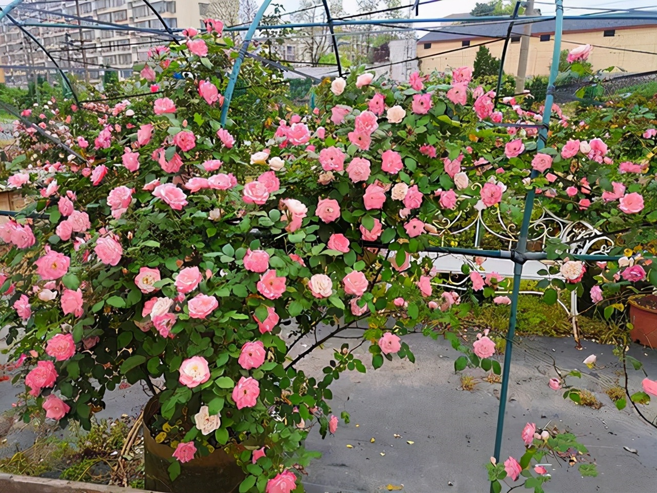 最优秀的几款藤本月季,值得入手的十大月季