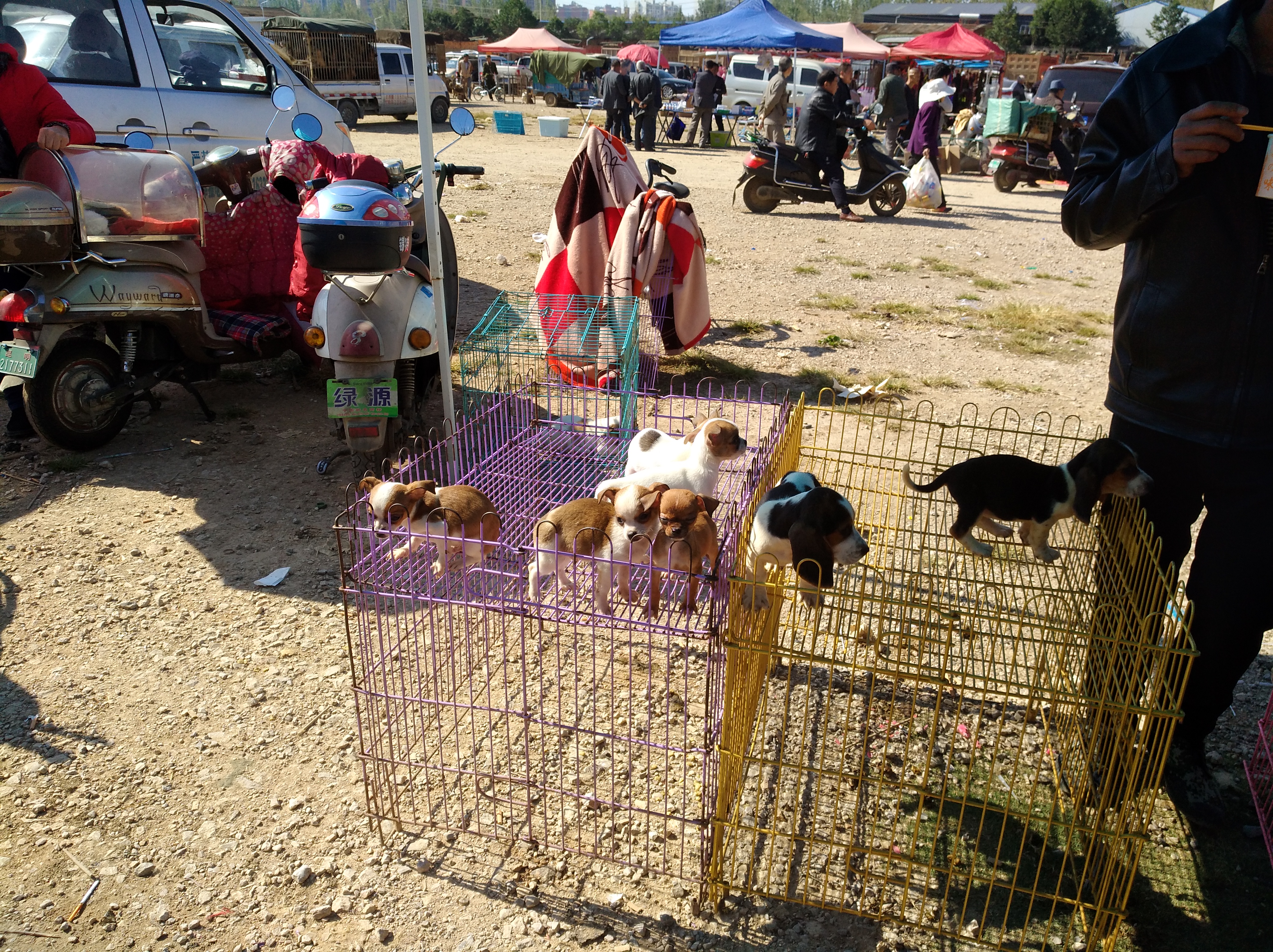 选择正规宠物托运公司,网上代购狗的靠谱吗