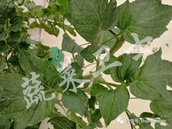 番茄褪绿病毒怎么防治,番茄褪绿病毒要不要灌根