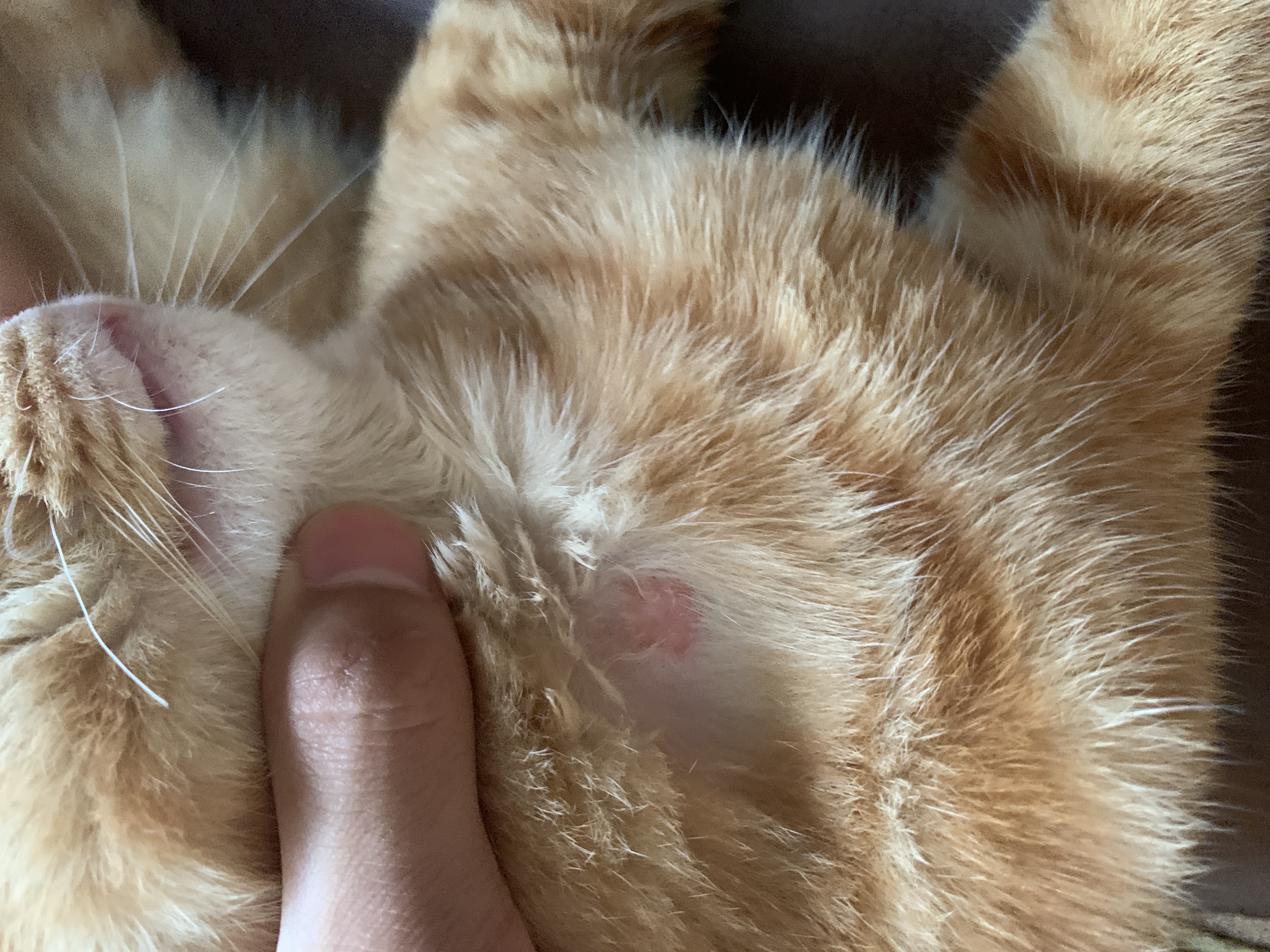 猫咪一块长了个红包还秃了千万要重视