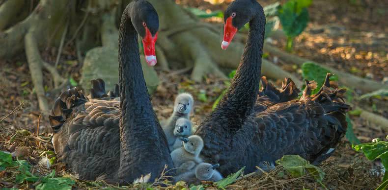 一日长隆野生动物园旅游攻略,长隆野生动物园旅游攻略三天两夜