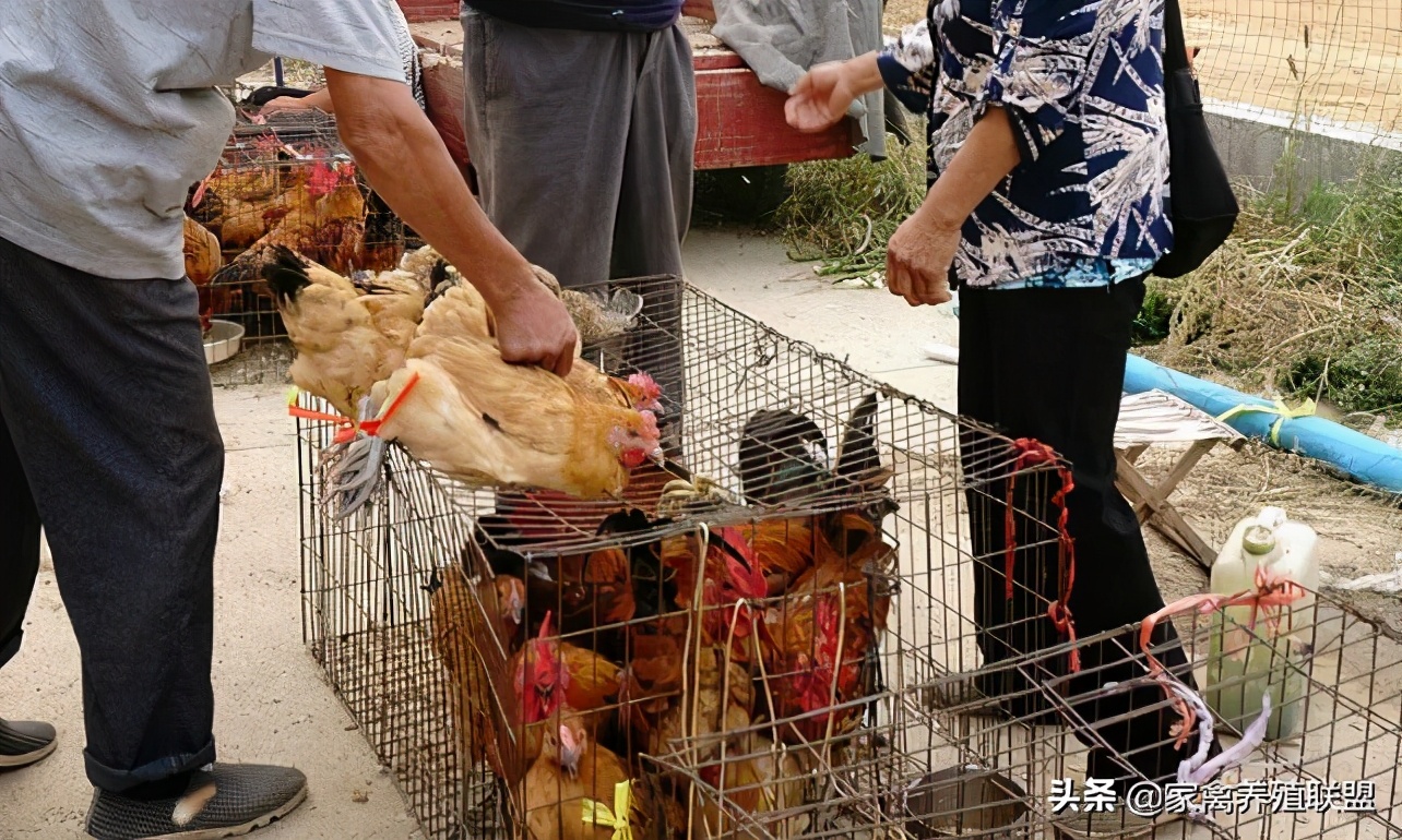 散养土鸡如何快速销售,散养土鸡怎么长期锁定顾客