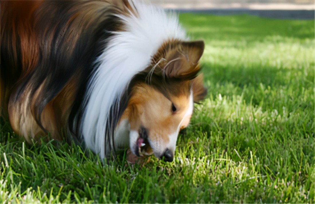 狗狗拉软便便吃什么药,狗狗拉白色便便怎么办