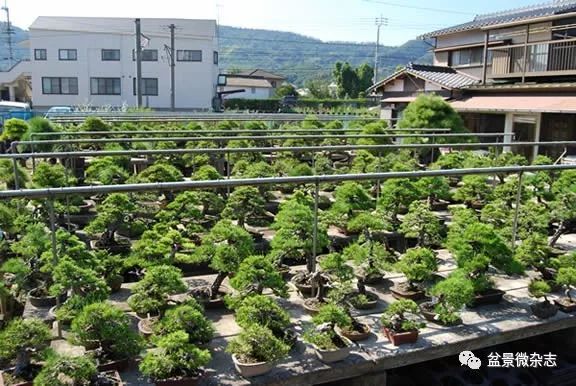 开盆景园是否赚钱,开一个盆景店赚钱吗现在