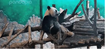 外国到底有多喜欢大熊猫,外国人是有多喜欢大熊猫
