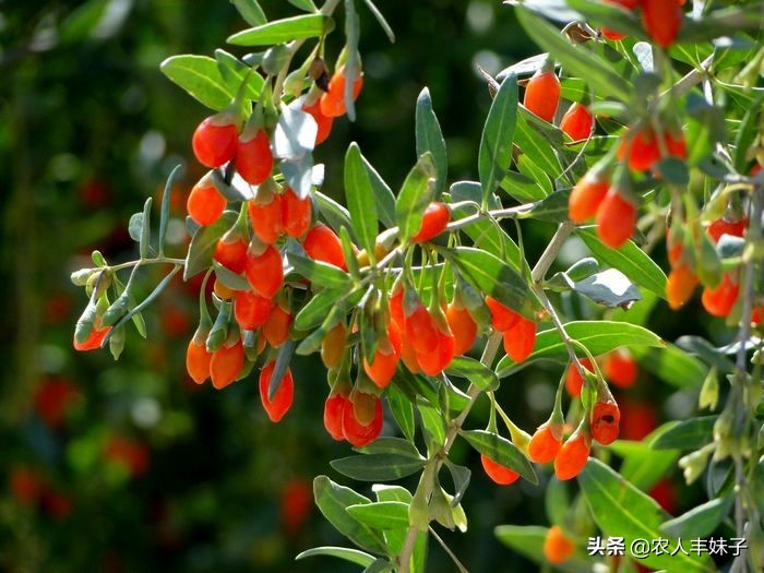 药用枸杞的种植技术,枸杞干货怎么选
