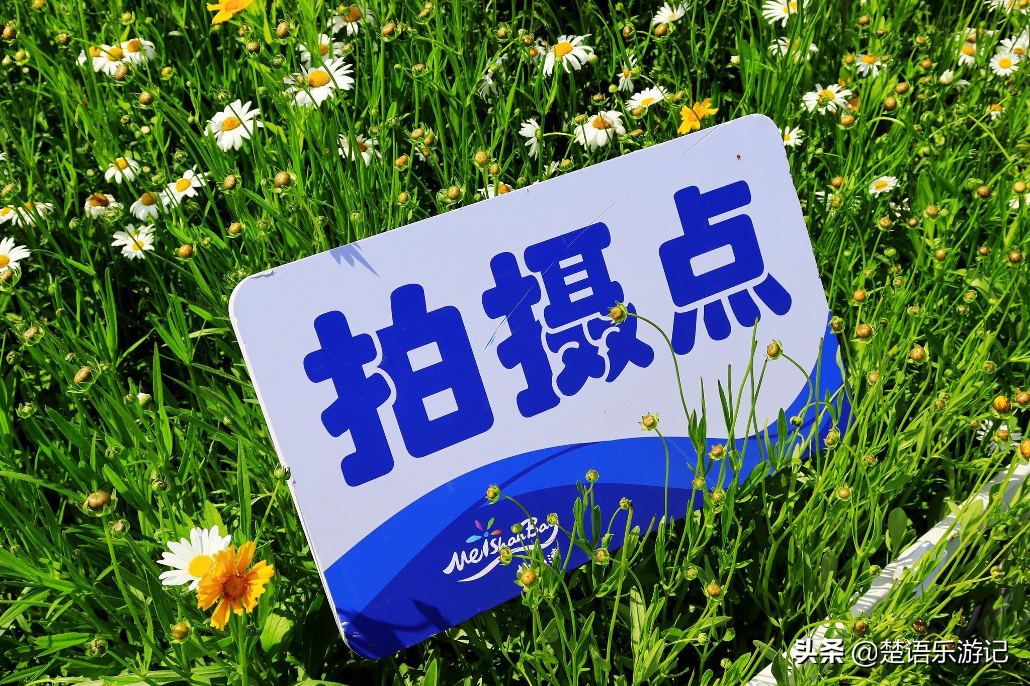 宁波大闸桥花海,宁波风景花海