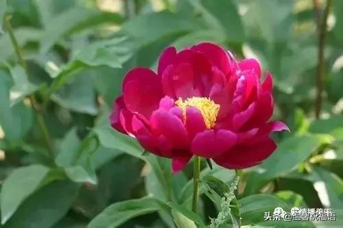 《家庭兴旺歌》《和谐歌》《夫妻歌》太绝了！句句精辟